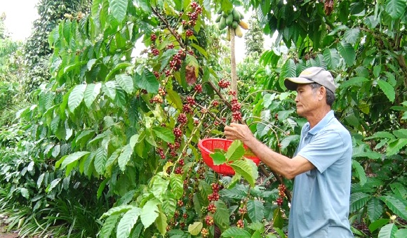 10. CA PHE DUOC MUA DUOC GIA NGUOI TRONG PHAN KHOI 1.jpg