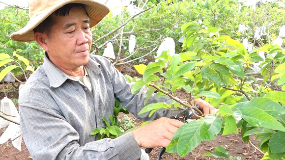 10. Mãng cầu Thái - cây trồng chuyển đổi mang lại hiệu quả kinh tế cao 1.jpg