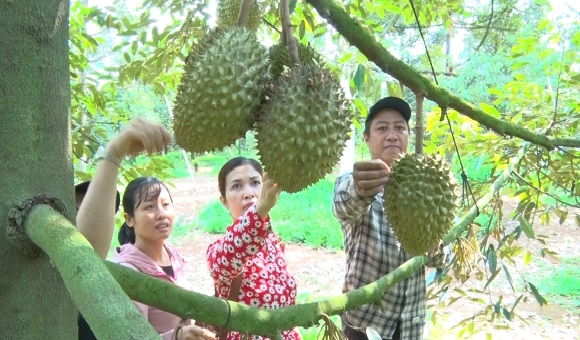230712Nông dân Long Khánh thực hiện canh tác sầu riêng theo mã vùng trồng (3).jpg