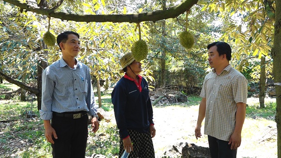8. LONG KHANH SAU RIENG VAO VU THU HOACH GIA THAP NONG DAN NEO TRAI CHO GIA (1) 2.jpg