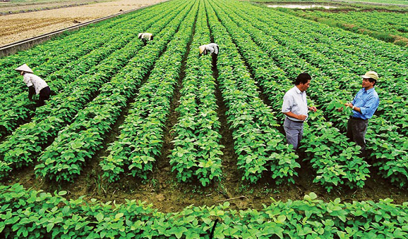 9. Triển khai thực hiện Đề án phát triển sản xuất nông nghiệp hữu cơ trên địa bàn thành phố Long Khánh đến năm 2030.png