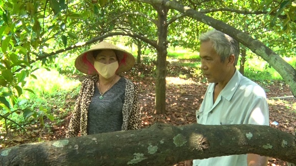 MANG CUT NAM NAY THAT HON MOT NUA SO VOI NAM NGOAI.jpg