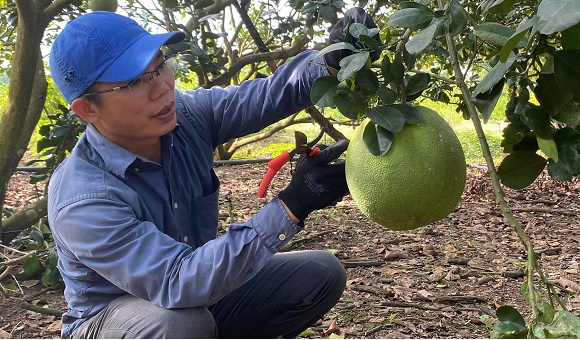 Nông dân Thành phố Long Khánh tất bật chăm sóc bưởi da xanh kỳ vọng vụ tết.JPG