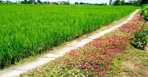 MTTQ xã triển khai mô hình ruộng lúa bờ hoa.jpg